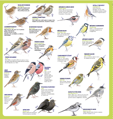 2023 - [Évènement] Comptage des oiseaux de jardin les 28 et 29 janvier 2023 Oiseau11