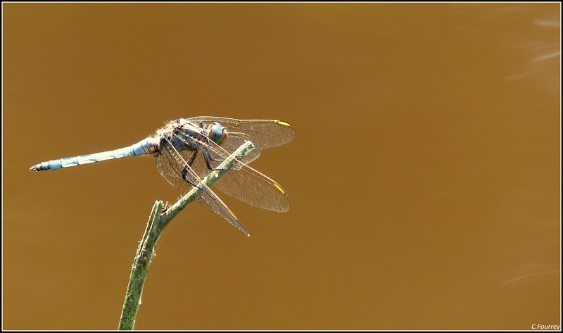 [Orthetrum brunneum] Identification odonate au niveau d'un fossé Orthet10