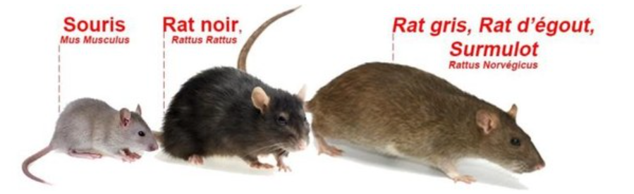 [Rat noir] rat noir ou surmulot? Rats10