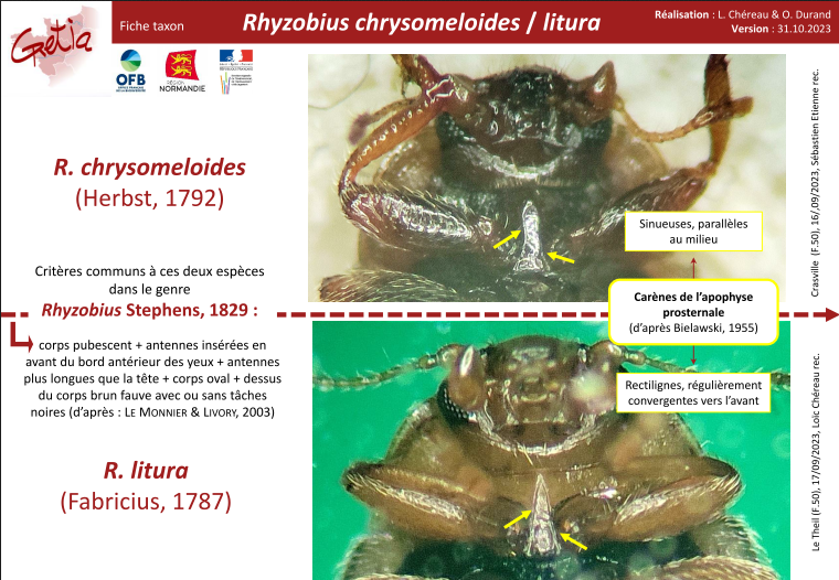 [Rhyzobius chrysomeloides] Coccinelle Rhizobie des arbres ? Rhyzob10