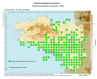 [Tessellana tessellata & Euchorthippus declivus] Les bords de route pour la Decticelle carroyée et le Criquet des bromes T_tess10