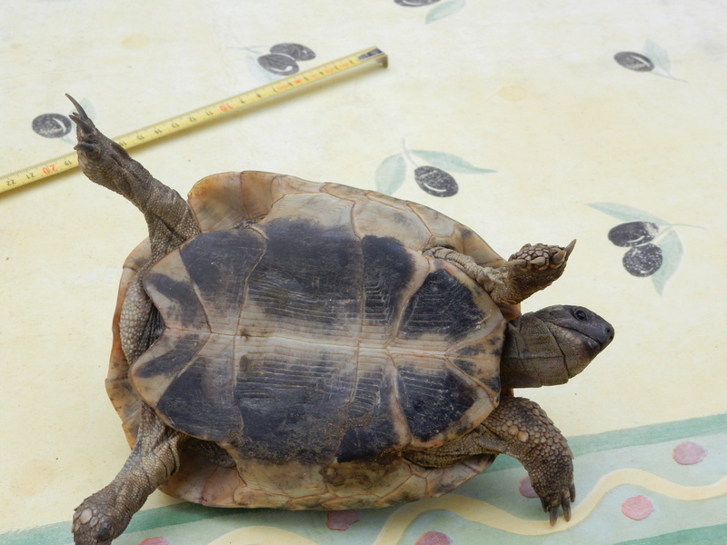 [Testudo hermanni] Problème Tortue (NAC) Tortue14