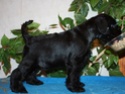 Black mini litter from Victorious Star kennel Blue1p10