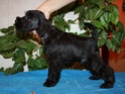Black mini litter from Victorious Star kennel Pinkp10