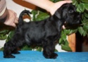 Black mini litter from Victorious Star kennel Ultram11