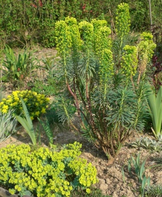 Euphorbia characias !!! Ret11011