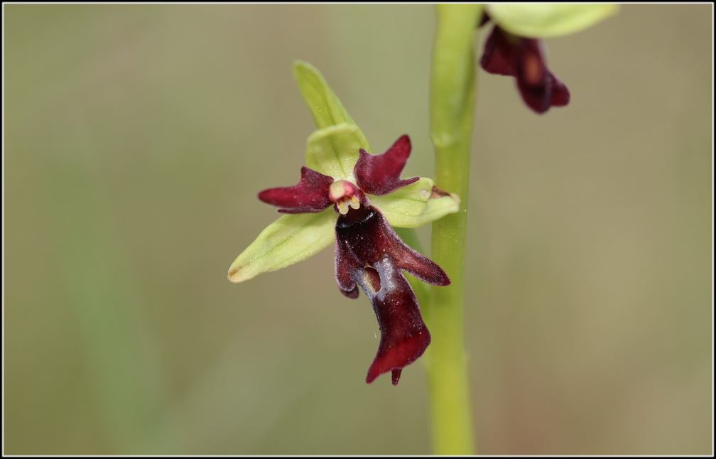  Votre plus bel Ophrys insectifera & Co O_inse10