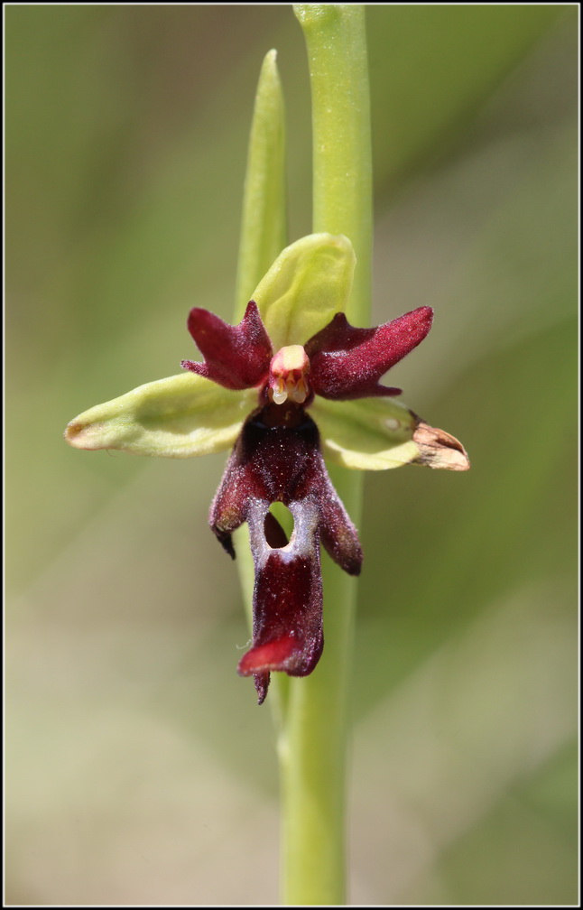  Votre plus bel Ophrys insectifera & Co O_inse11