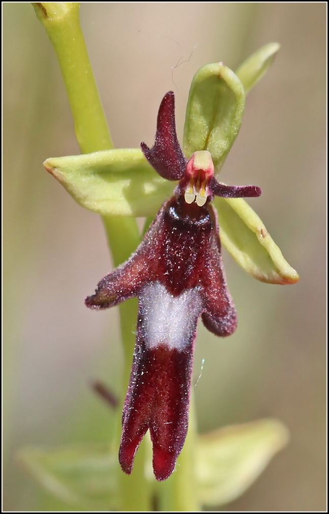  Votre plus bel Ophrys insectifera & Co O_inse12