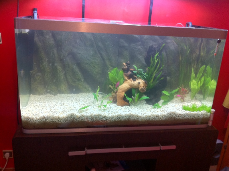 mon aquarium osaka petit 350 l Planta10