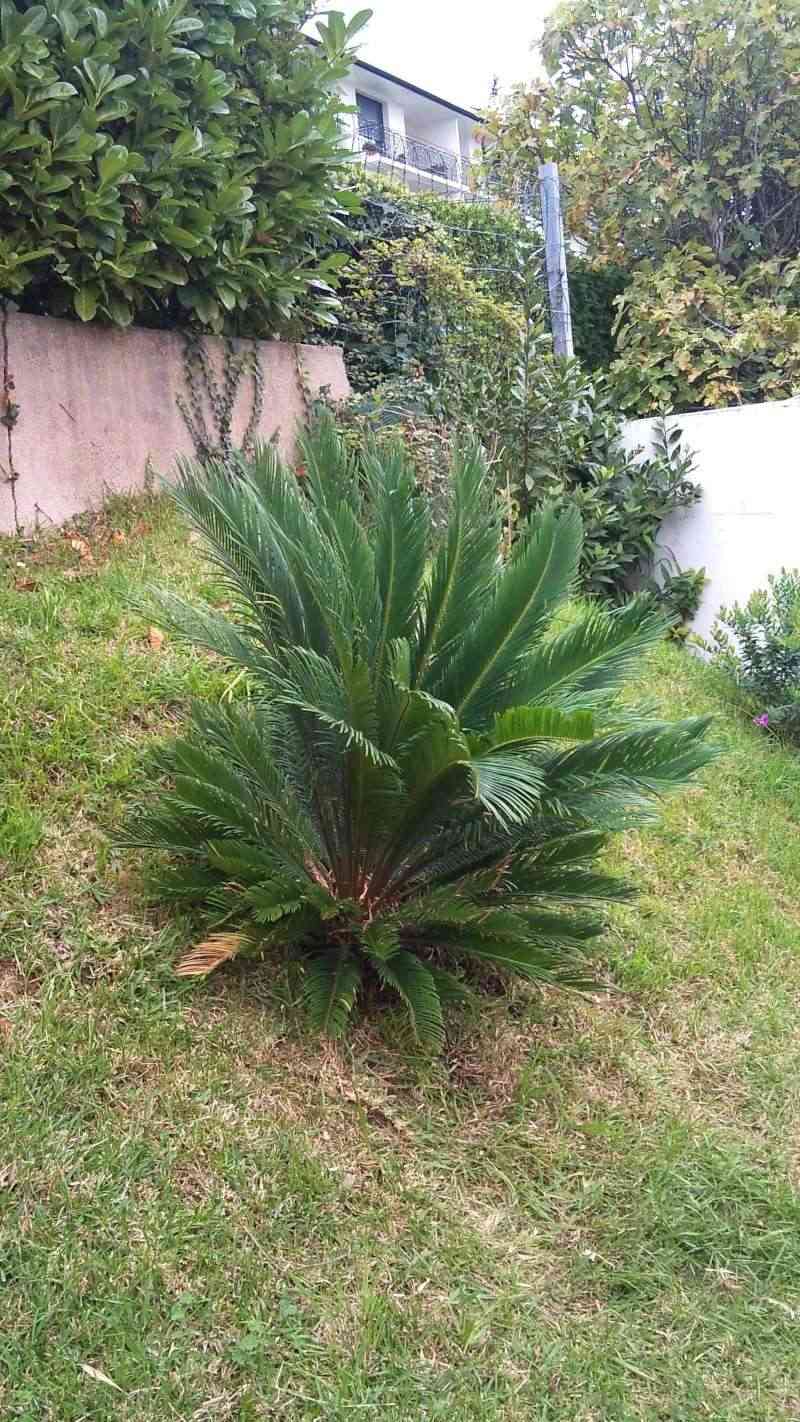 Rempotage cycas revoluta Dsc00112