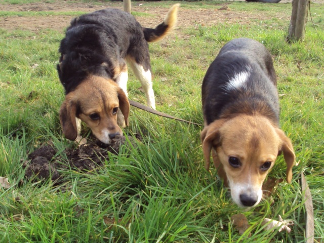 FOLIE DOUCE, croisée beagle femelle, 8 mois (35) Folie_10