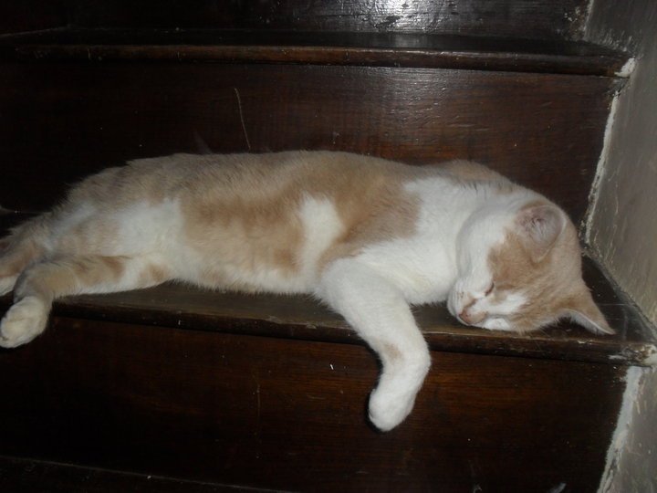 OSIRIS - chat européen - blanc et roux (style chat égyptien) (35) Osiris10