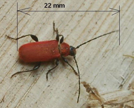 [Pyrrhidium sanguineum]rouge velours Insect13