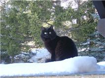 Perdu Chat Noir Yeux Verts Poils Mi Longs Perdu Chat Noir Yeux Verts Poils Mi Longs