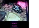 Help ! type de tortue ! Turtle13