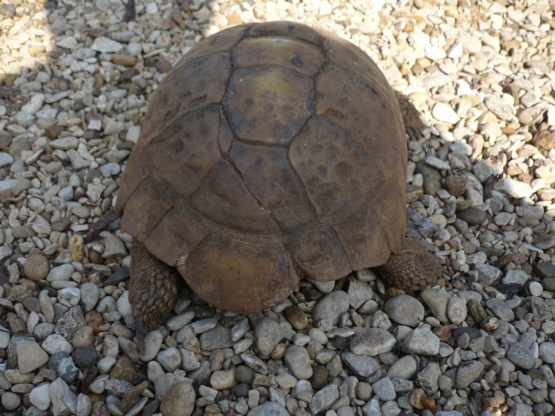 identification tortue confiée P1030813