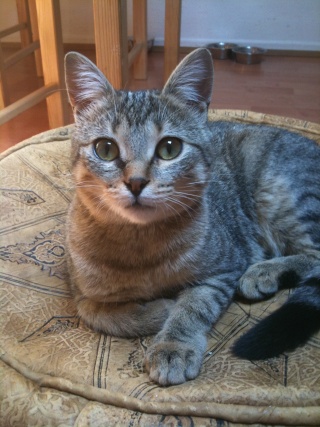 Olive, petit chatonne adopté en décembre 2009 Img_0313