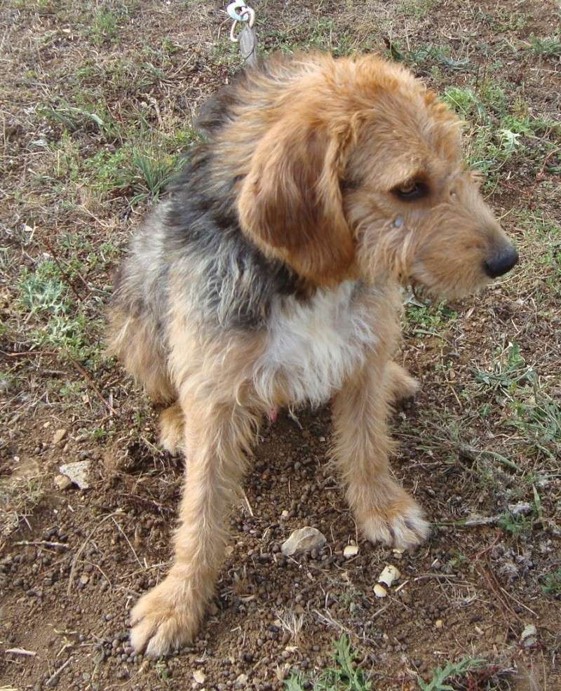 Boby griffon x fauve de bretagne 5 ans asso Galia (85) Boby10