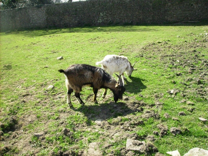 d'autre photo de mes biquettes Chevre12