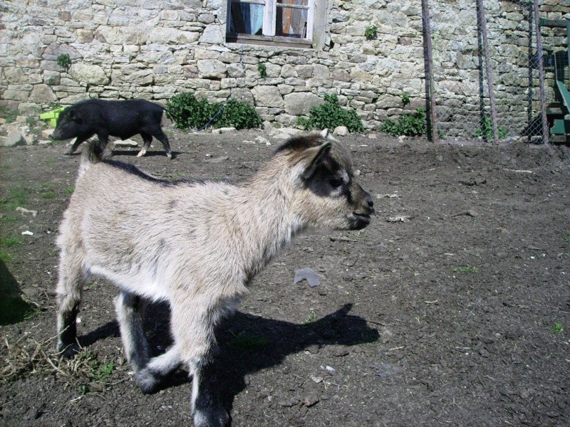 Ti biscuit le Retour Chevre14