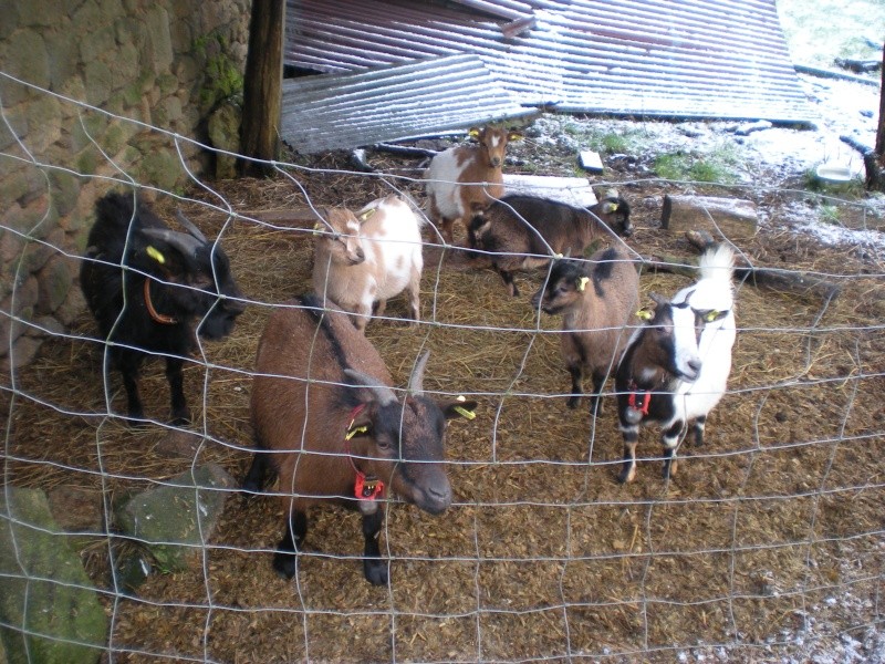 Aujourdui j'ai rencontré les deux demie soeur de Mamenn Dscn0610