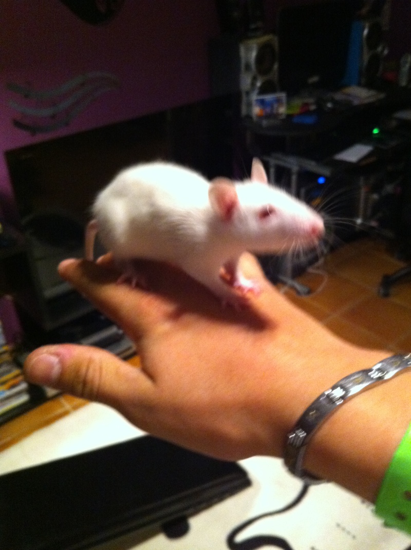 Mon rat n'aime pas le petit nouveau aider moi! Img_0010