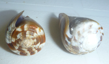 Conus (Rhizoconus) namocanus   Hwass in Bruguière, 1792 Cones110