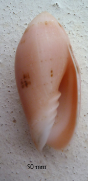 Pterygia nucea (Gmelin, 1791)  Olivid10