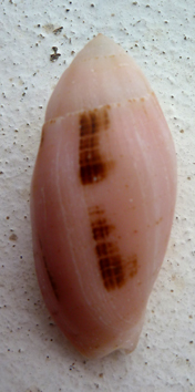 Pterygia nucea (Gmelin, 1791)  Olivid11