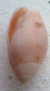 Pterygia nucea (Gmelin, 1791)  Olivid12