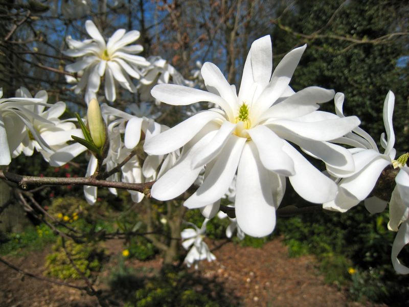 magnolia Magnol11