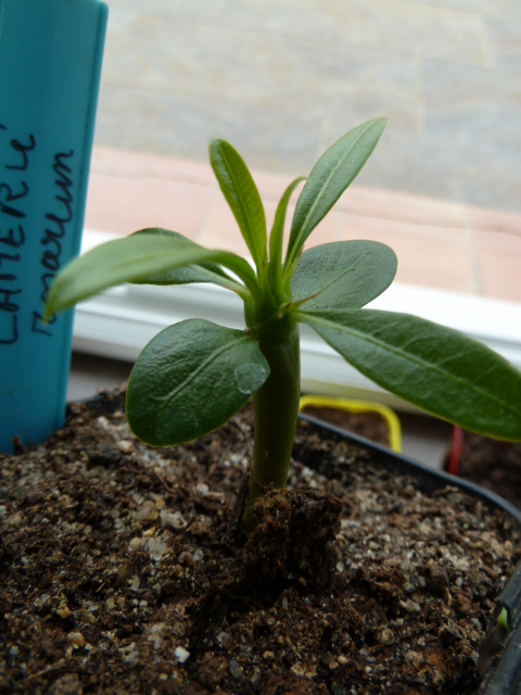 1er semis de cactées et de Pachypodium P1000637