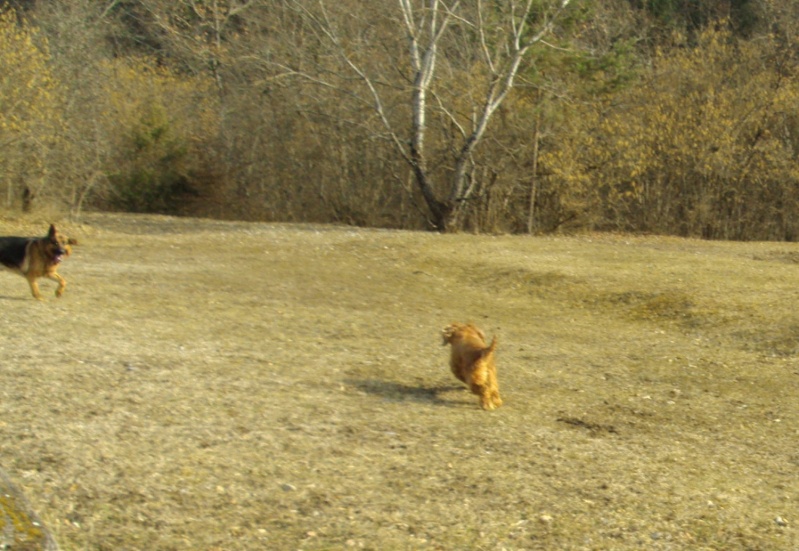 RESERVE Schubert cocker anglais male fauve 5 ans Belgique 110