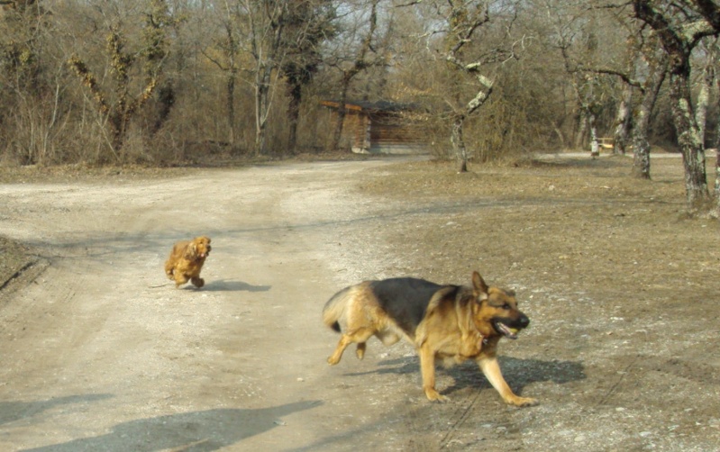 RESERVE Schubert cocker anglais male fauve 5 ans Belgique 210