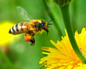 Les abeilles Abeill10
