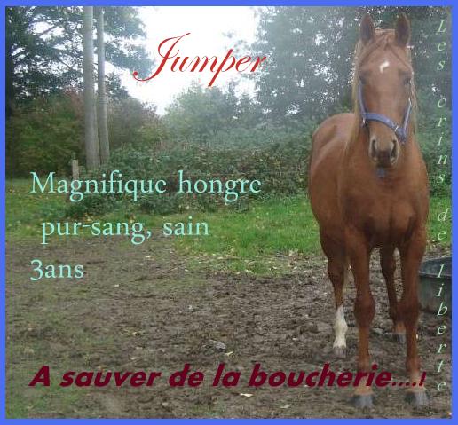 (Dept50) JUMPER DES ERABLES PS hongre réservé par Philippe et sa fille!!!! - Page 2 Jumper12