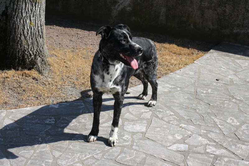 [rentrée chez elle] Chienne croisée berger trouvée sur la commune de Glénay (79) 00310