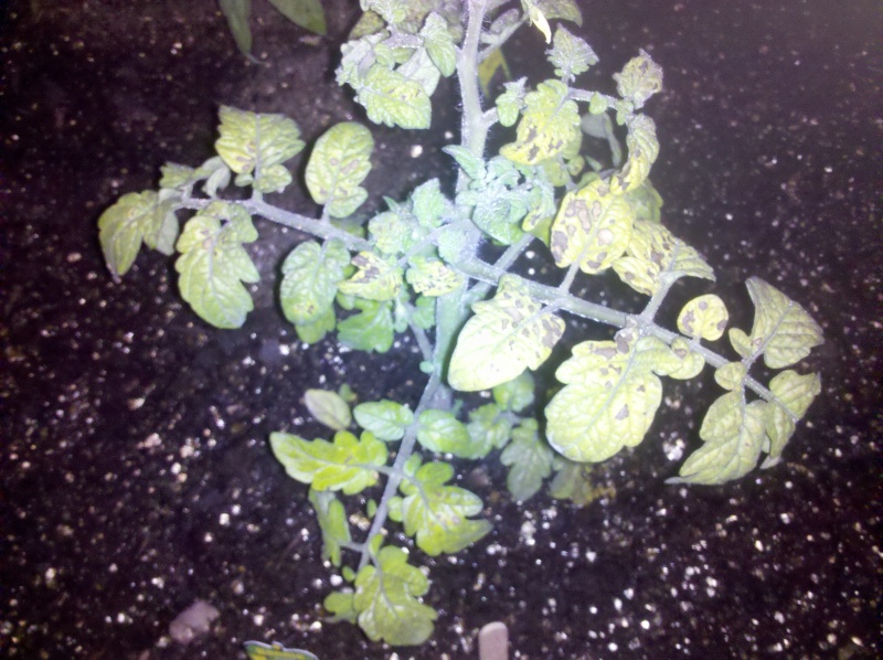 Tomato plant ?'s Img_2010