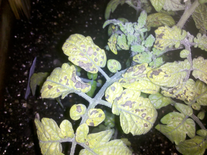 Tomato plant ?'s  Img_2012