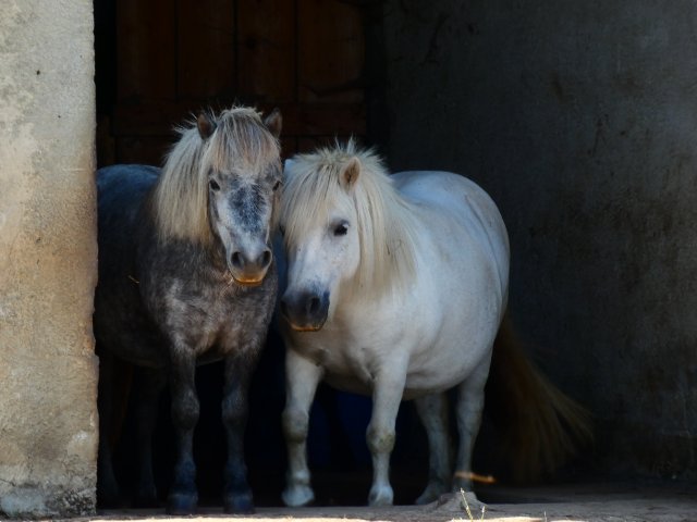 Mes poneys shetland !! File0011