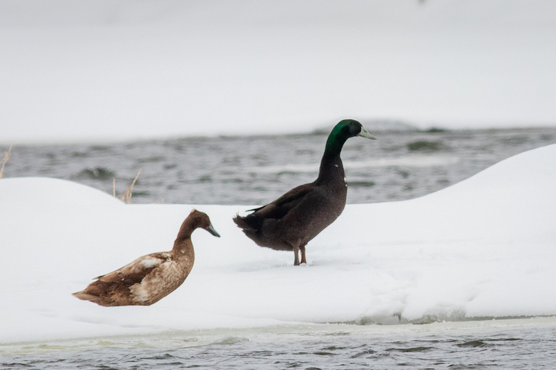 Canard musqué? Img_0012