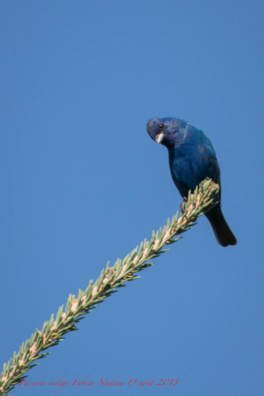 Passerin indigo Img_1810