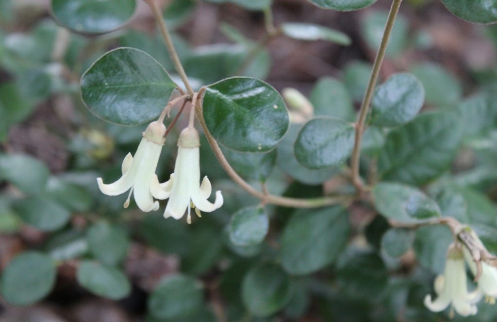 correa - Correa 'Ivory Bells' Correa10