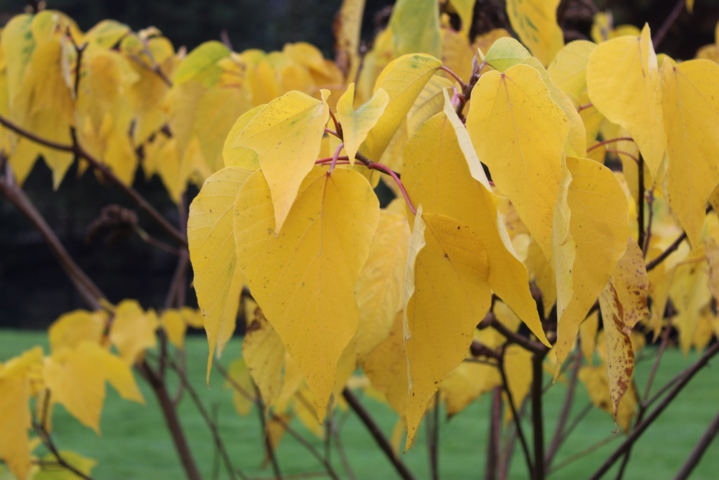 Mallotus japonicus Img_2511