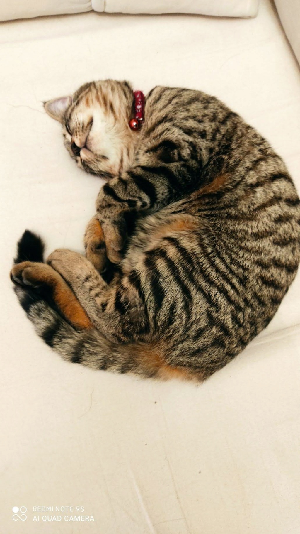 RAFI, chaton européen brown tabby, né le 26 mai 2020 Image017