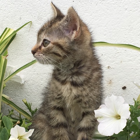 ORIA, chatonne européenne marron tabby, née le 20/05/18 Img_0211