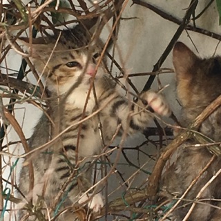 OANA, chatonne européenne marron tabby, née le 20/05/18 Img_0414