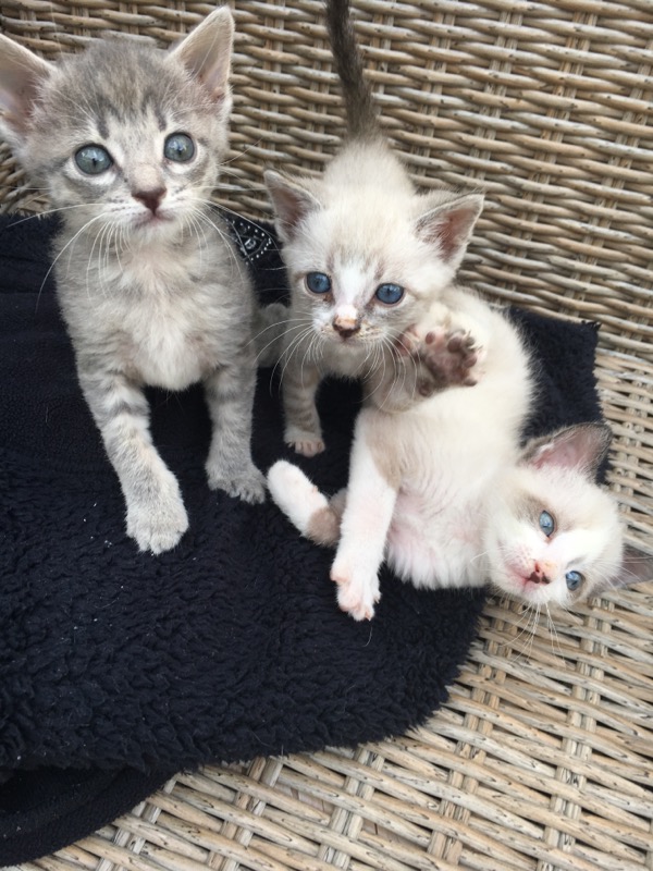 POUCET, chaton siamoisé, né le 17/04/19 Les_tr10