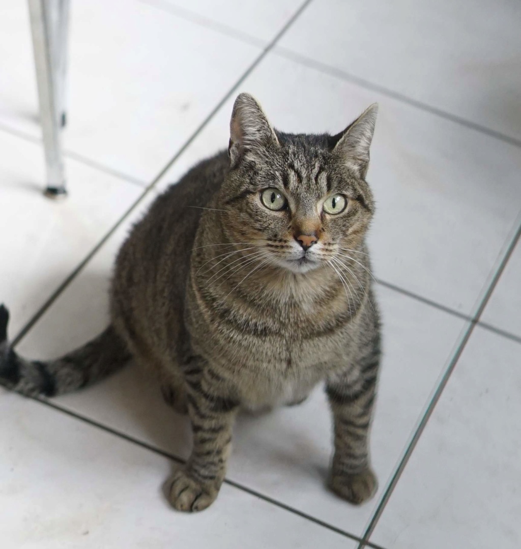 Léto, gentil chat mâle type européen, tigré, né en juin 2015 Leto_310